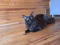 Karakteri Cüssesi Ve Dopdolu Şeceresi İle Maine Coon Ercüment