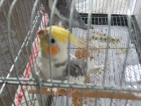 İki Yaşında Sultanlar