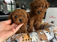 Korenin Babası Poodle