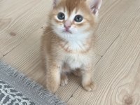 Kedimize Bir Maşallah Alırız