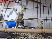 Yavru Ve Takım Papağanlar