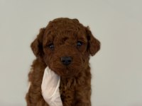 Erkek ve dişi kore toy poodle