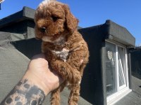 Maltipoo yavruları 3 aylık