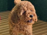Toy Poodle Cinsi Bebekler