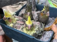 40 günlük sultan papağanı yavrular