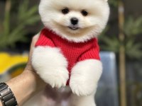 Üst düzey pomeranian boo yavrularımız