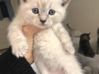 Minik Yavru British Kediler