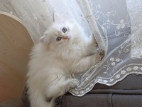 Pamuk Prenses British Longhair