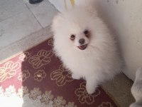 Pomeranian boo bebeğimiz 5 aylık