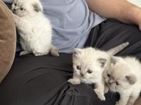 Scottish Bluepointler 45 Günlükken Teslim