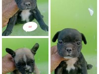 Baldan Tatlı French Bulldog Yavrularım