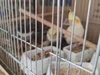 Yeme Düşmüş Yavru Sultan Papağanları