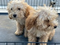 Apricot poodle uygun