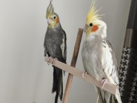 2 erkek sultandan biri dişi ile takas edilecektir