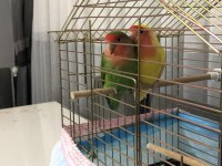 Orjinal eş takım sevda papağanı