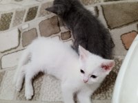 Sevimli ve oyuncu kediler