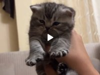 3 Adet Kedimi Sütten Kesildiğinde Anda Vereceğim