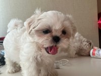 Full beyaz shih tzu