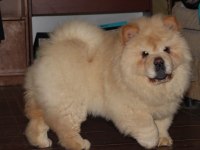 Chow Chow Köpeği Yavrular