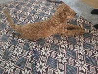 Poodle 4 Aylık Sahiplendirme