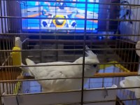 6 İle 8 Aylık Kar Beyazı Sultan Papağanı