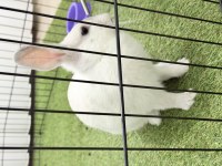 4-5 Aylık Kar Beyazı Tavşan