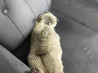 Dişi Kedimiz Yeni Yuvasını Arıyor