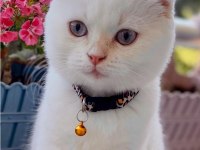 Scottish Fold Asalet Kedimize Yuva Arıyoruz