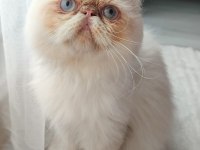 Safkan iran kedisi red point 8 aylık erkek