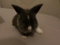 Hollanda Lop Tavşan