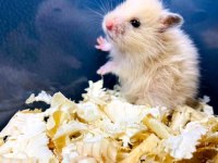 Aynı gün adrese teslim hamster yavru ve setleri