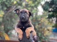 A+ Belçika Malinois Yavrular