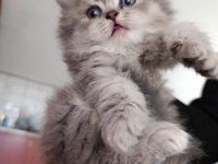 Erkek british longhair