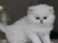 Full Şecereli Babadan Teslime Hazır Erkek British Longhair