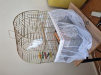 Amerikan Beyaz Full Evcil 4.5 Aylık Forpus Papağanım