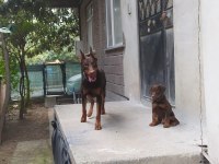 4.5 aylık erkek kızıl doberman