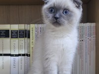 Dünya Güzeli Scottish Blue Point Kedimiz Sora