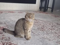 Tamamen Ücretsiz Kedi Evi İle Beraber