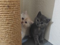 Rengarenk British Kardeşler