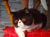 Cfa Şecereli Exotic Shorthair Dişi