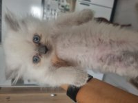 British Longhair Erkek