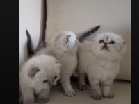 Lynx point safkan scottish fold yavrularımız