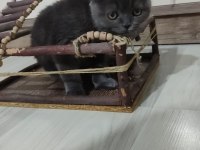 Scottish Fold Henüz 2 Aylık