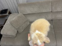 Safkan Evcil Hollanda Lop Ve Cüce Tavşanlar