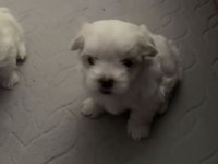 Maltese terrier 0 numara