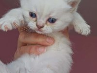 3 Dişi British Longhair