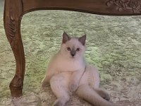 4 Aylık British Shorthair Bluepoint