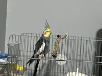 Yakışıklı 5 aylık eğitime açık sultan papağanı