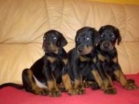 Doberman Köpeği Yavruları