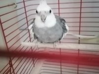 Genç takım sultan papağanı